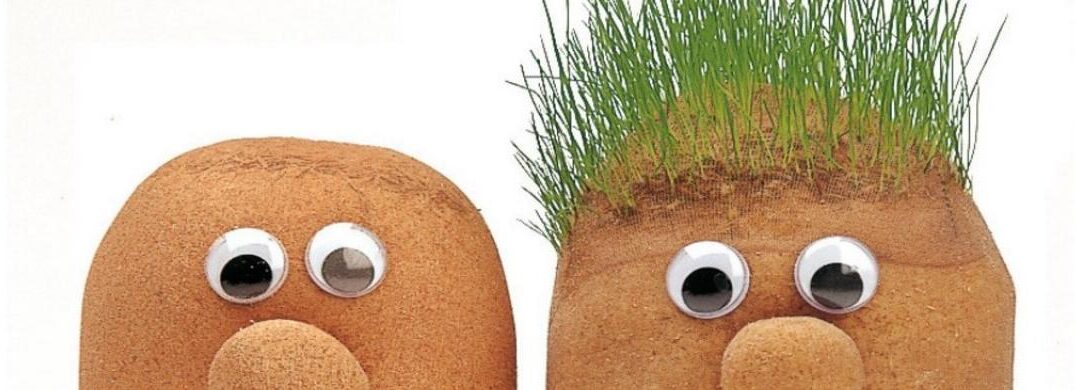 HUERTA: desde la semilla… hasta la planta